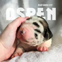 Aspen, a female Great Dane for sale in Nappanee, IN – Photo 1 of 8