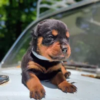 Cobra, a female Rottweiler for sale in Nappanee, IN – 1 of 4