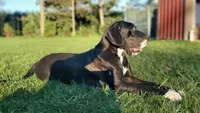 Juniper, a male Great Dane for sale in Nappanee, IN – Photo 5 of 6