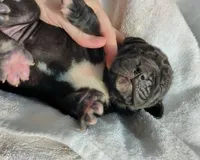 Juniper, a male Great Dane for sale in Nappanee, IN – Photo 4 of 6