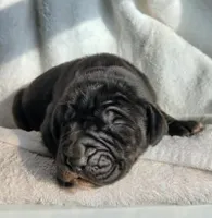 Juniper, a male Great Dane for sale in Nappanee, IN – Photo 2 of 6