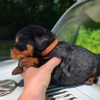 Diesel, a male Rottweiler for sale in Nappanee, IN – 3 of 3