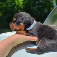 Cobra, a female Rottweiler for sale in Nappanee, IN – 4 of 4