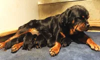 Bear, a male Rottweiler for sale in Nappanee, IN – Photo 2 of 4