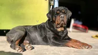 Bear, a male Rottweiler for sale in Nappanee, IN – Photo 4 of 4