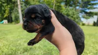 Bear, a male Rottweiler for sale in Nappanee, IN – Photo 1 of 4