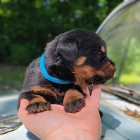 Benz, a male Rottweiler for sale in Nappanee, IN – 1 of 3