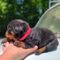 Axel, a male Rottweiler for sale in Nappanee, IN – 3 of 3