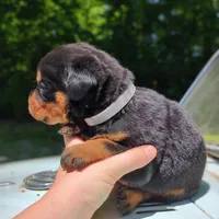 Porsha, a female Rottweiler for sale in Nappanee, IN – 3 of 3