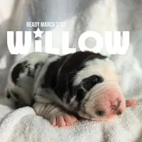 Willow, a male Great Dane for sale in Nappanee, IN – Photo 1 of 6