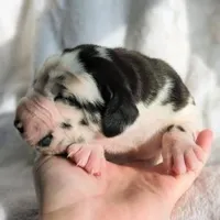 Willow, a male Great Dane for sale in Nappanee, IN – Photo 4 of 6