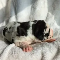 Willow, a male Great Dane for sale in Nappanee, IN – Photo 3 of 6