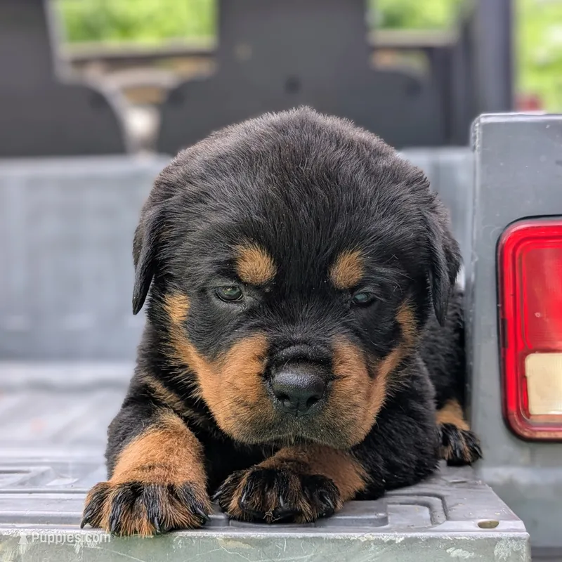 Porsha – Rottweiler puppy for sale in Nappanee, IN
