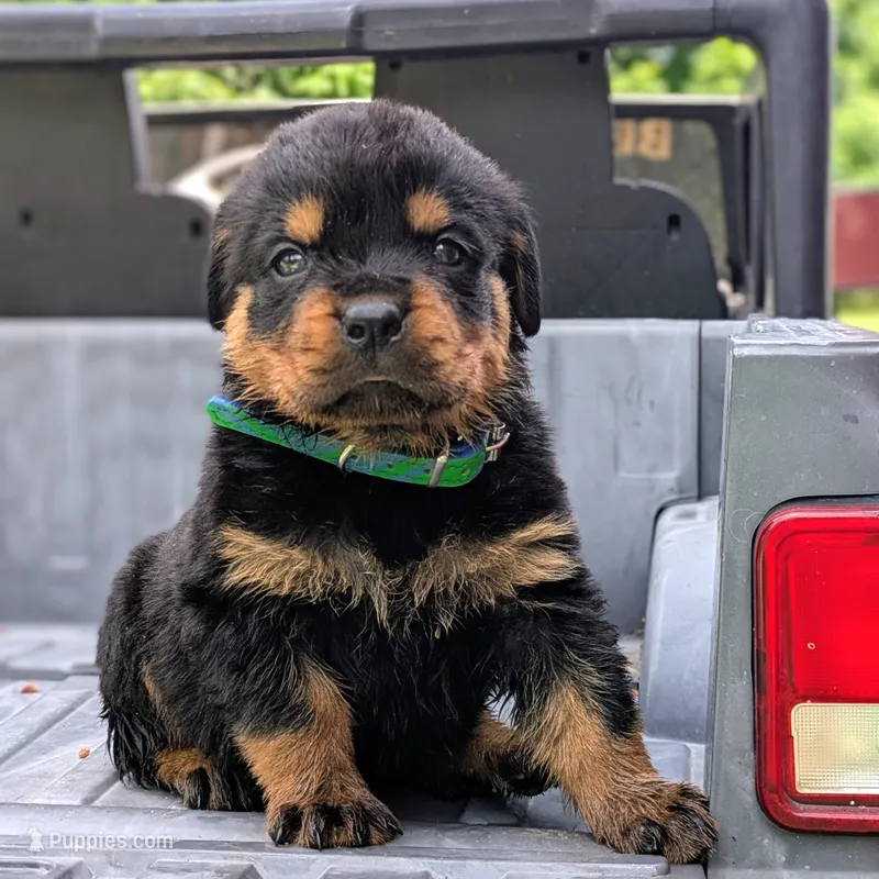 Alfa – Rottweiler puppy for sale in Nappanee, IN
