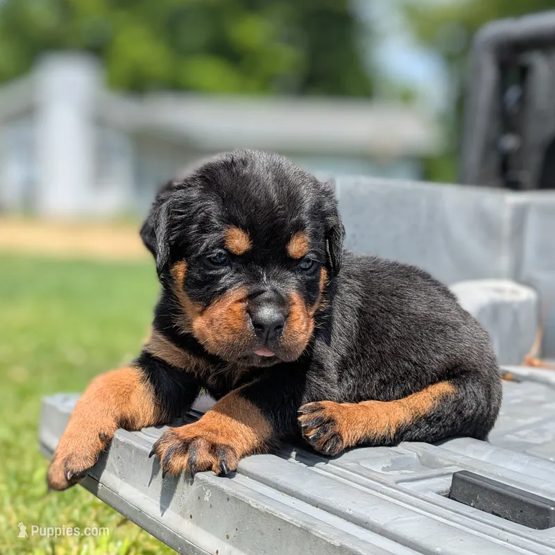 Cobra – Rottweiler puppy for sale in Nappanee, IN