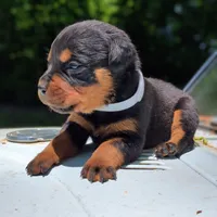 Cobra, a female Rottweiler for sale in Nappanee, IN – 2 of 4