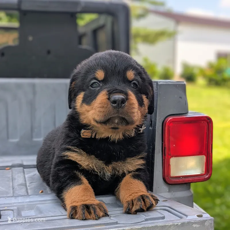 Hemi – Rottweiler puppy for sale in Nappanee, IN