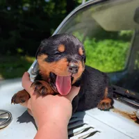 Hemi, a male Rottweiler for sale in Nappanee, IN – 2 of 3