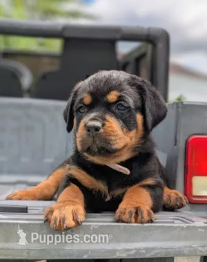 Cobra – Rottweiler puppy for sale in Nappanee, IN