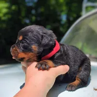 Axel, a male Rottweiler for sale in Nappanee, IN – 1 of 3