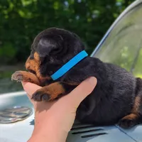 Benz, a male Rottweiler for sale in Nappanee, IN – 3 of 3