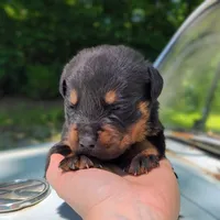 Benz, a male Rottweiler for sale in Nappanee, IN – 2 of 3