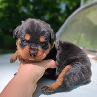Alfa, a male Rottweiler for sale in Nappanee, IN – 1 of 3