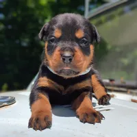 Cobra, a female Rottweiler for sale in Nappanee, IN – 3 of 4