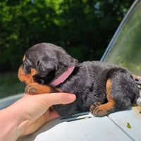 Shelby, a female Rottweiler for sale in Nappanee, IN – 3 of 3