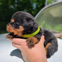 Alfa, a male Rottweiler for sale in Nappanee, IN – 2 of 3