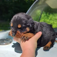 Diesel, a male Rottweiler for sale in Nappanee, IN – 2 of 3