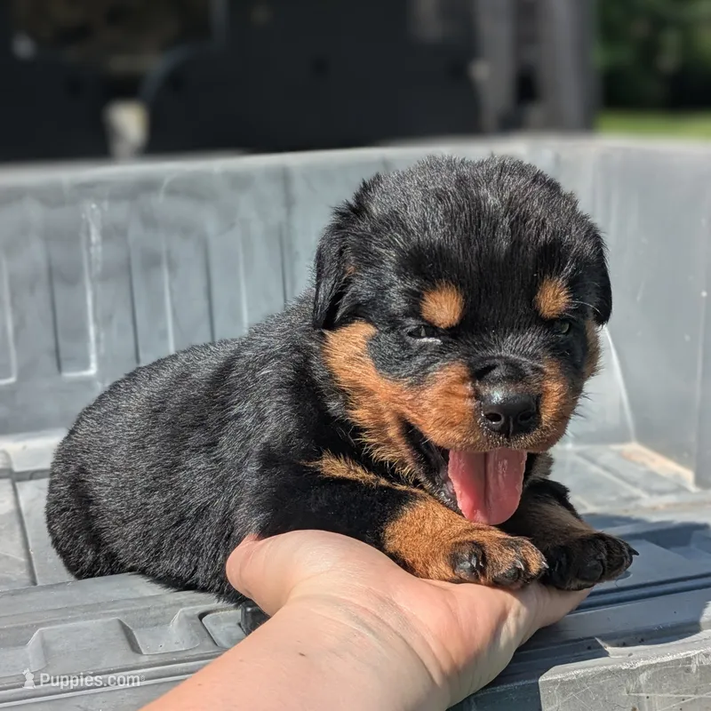 Alfa – Rottweiler puppy for sale in Nappanee, IN