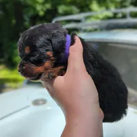 Thunderbird, a female Rottweiler for sale in Nappanee, IN – 1 of 3