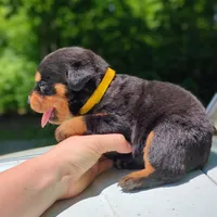 Jag, a male Rottweiler for sale in Nappanee, IN – 2 of 3