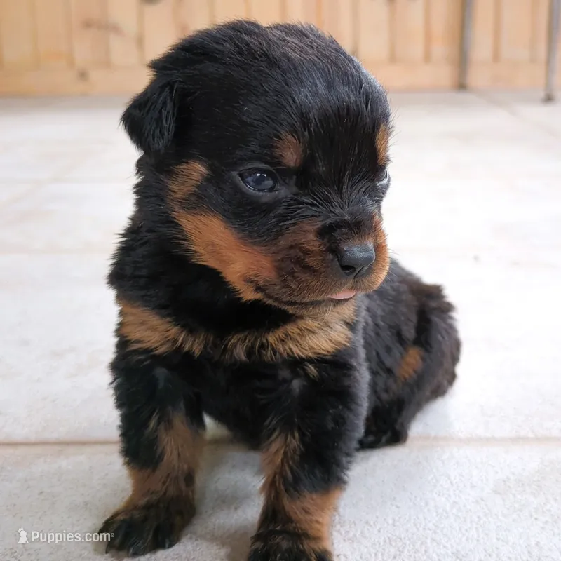 Thunderbird – Rottweiler puppy for sale in Nappanee, IN