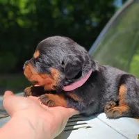 Shelby, a female Rottweiler for sale in Nappanee, IN – 2 of 3