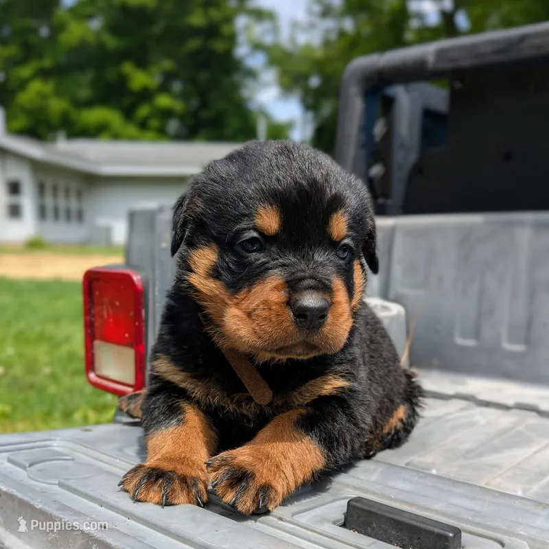 Hemi – Rottweiler puppy for sale in Nappanee, IN