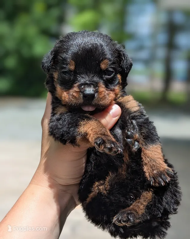 Thunderbird – Rottweiler puppy for sale in Nappanee, IN