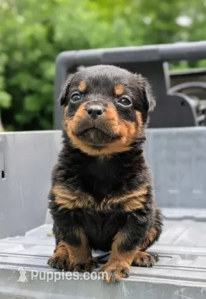 Thunderbird – Rottweiler puppy for sale in Nappanee, IN