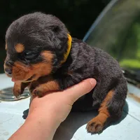 Jag, a male Rottweiler for sale in Nappanee, IN – 3 of 3