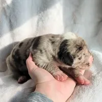 Birch, a male Great Dane for sale in Nappanee, IN – Photo 2 of 6