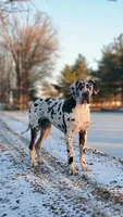 Birch, a male Great Dane for sale in Nappanee, IN – Photo 5 of 6