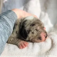 Birch, a male Great Dane for sale in Nappanee, IN – Photo 3 of 6