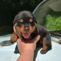 Jag, a male Rottweiler for sale in Nappanee, IN – 1 of 3