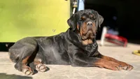Diamond, a female Rottweiler for sale in Nappanee, IN – Photo 3 of 4
