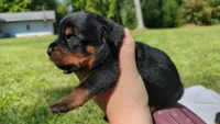 Diamond, a female Rottweiler for sale in Nappanee, IN – Photo 1 of 4