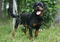 Diamond, a female Rottweiler for sale in Nappanee, IN – Photo 4 of 4