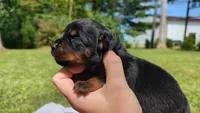 Diamond, a female Rottweiler for sale in Nappanee, IN – Photo 2 of 4