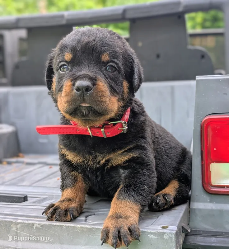 Axel – Rottweiler puppy for sale in Nappanee, IN