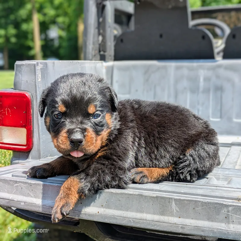 Axel – Rottweiler puppy for sale in Nappanee, IN